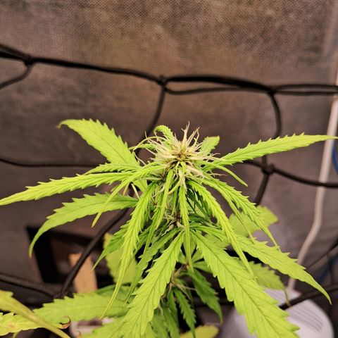 Auto Gelato #01 growlog timeline photo