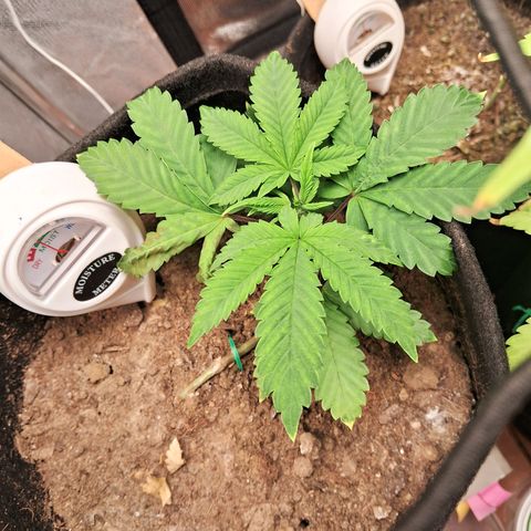Purple Punch 00 growlog timeline photo