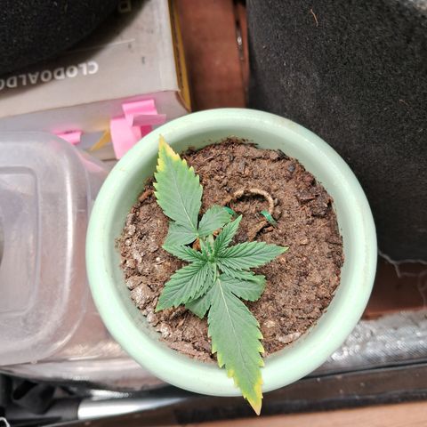 Bonsai de prensa growlog timeline photo