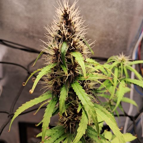 Brisant #1 growlog timeline photo