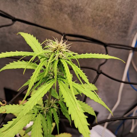 Auto Gelato #01 growlog timeline photo