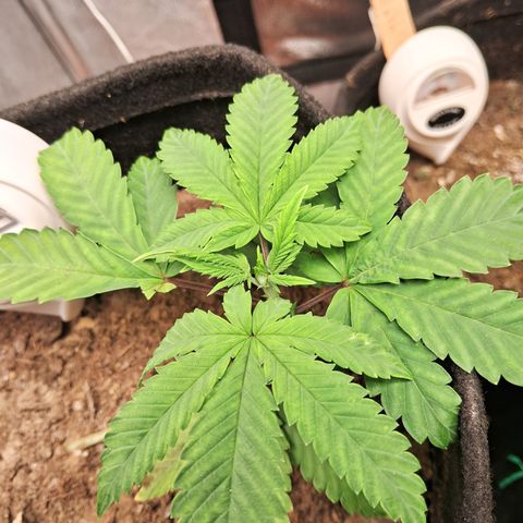 Purple Punch 00 growlog timeline photo