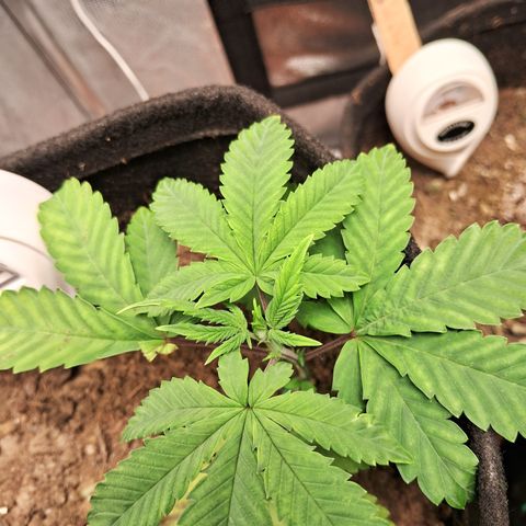 Purple Punch 00 growlog timeline photo