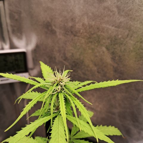 Auto Gelato #01 growlog timeline photo