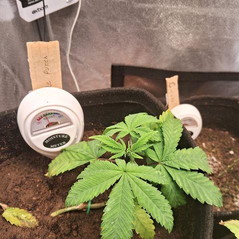 Purple Punch 00 growlog timeline photo