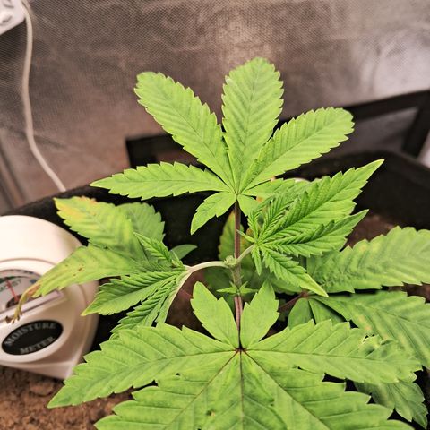 Purple Punch 00 growlog timeline photo