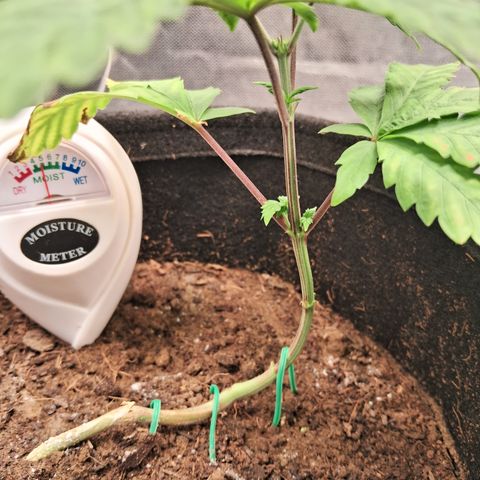Purple Punch 00 growlog timeline photo