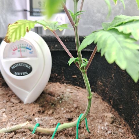 Purple Punch 00 growlog timeline photo