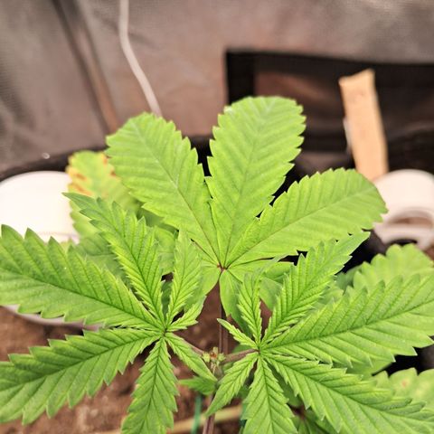 Purple Punch 00 growlog timeline photo