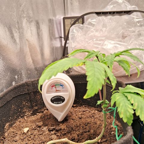 Purple Punch 00 growlog timeline photo