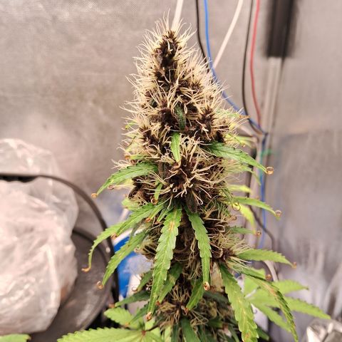 Brisant #1 growlog timeline photo