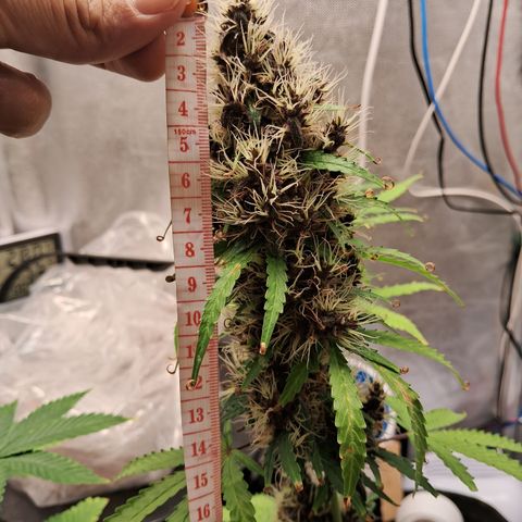 Brisant #1 growlog timeline photo