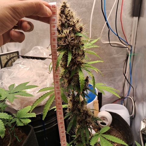 Brisant #1 growlog timeline photo