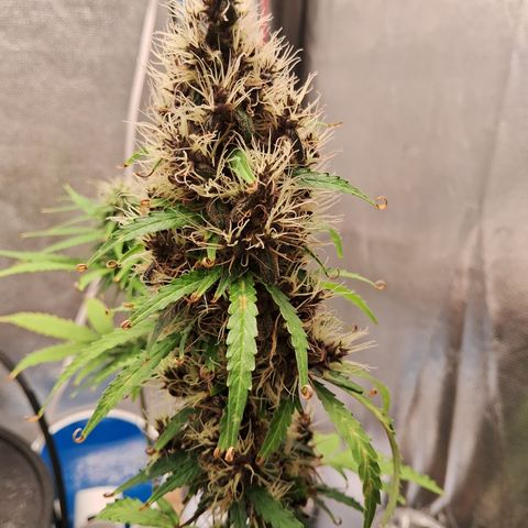 Brisant #1 growlog timeline photo