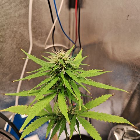 Auto Gelato #01 growlog timeline photo