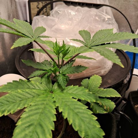 Purple Punch 00 growlog timeline photo