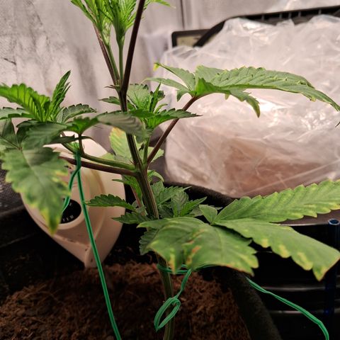 Purple Punch 00 growlog timeline photo