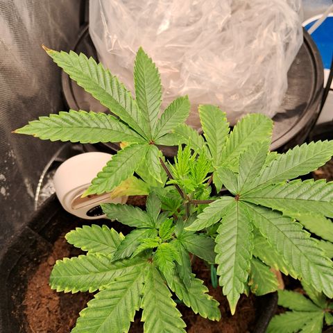 Purple Punch 00 growlog timeline photo