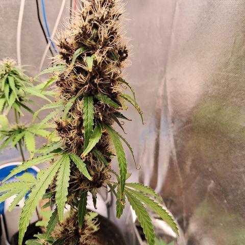 Brisant #1 growlog timeline photo