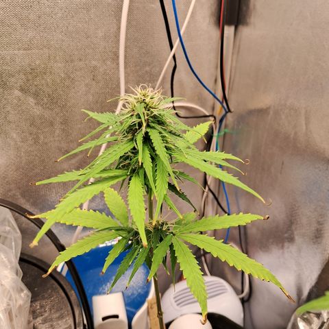 Auto Gelato #01 growlog timeline photo