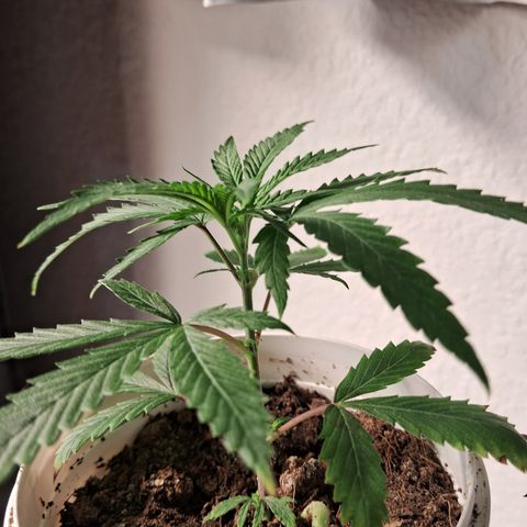 Bonsai de prensa growlog timeline photo