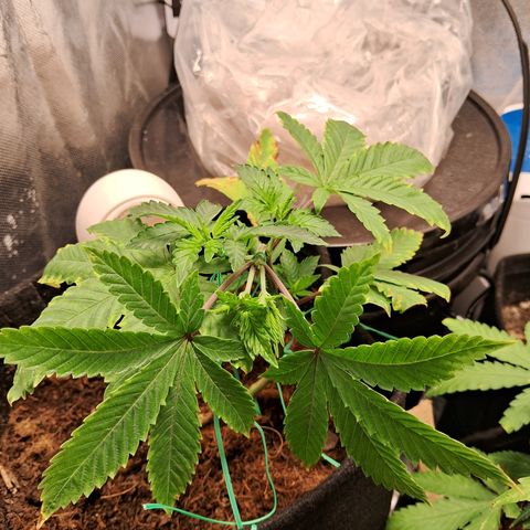 Purple Punch 00 growlog timeline photo