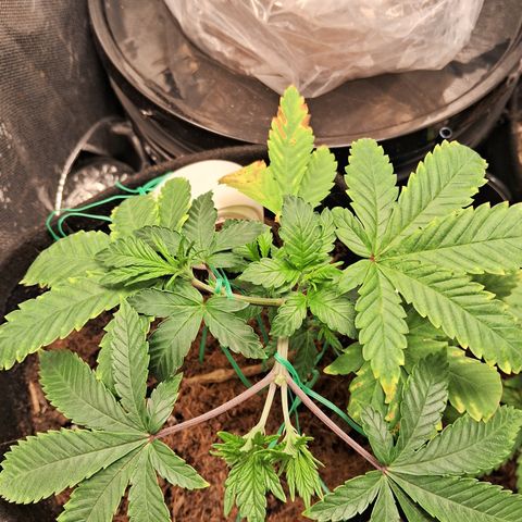Purple Punch 00 growlog timeline photo