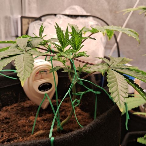 Purple Punch 00 growlog timeline photo