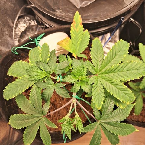 Purple Punch 00 growlog timeline photo