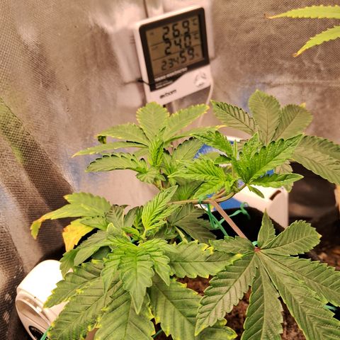 Purple Punch 00 growlog timeline photo