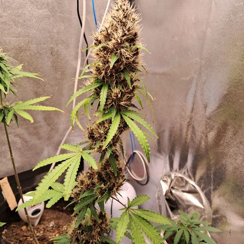 Brisant #1 growlog timeline photo