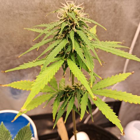 Auto Gelato #01 growlog timeline photo