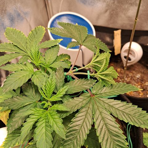 Purple Punch 00 growlog timeline photo