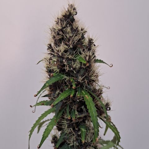 Brisant #1 growlog timeline photo