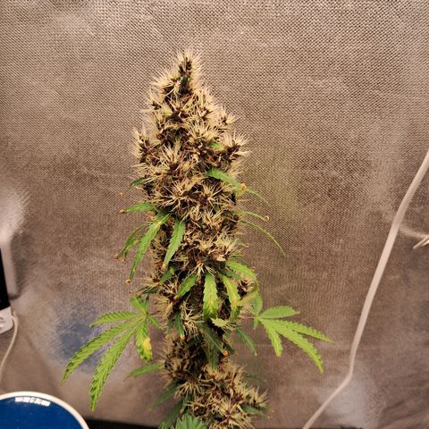 Brisant #1 growlog timeline photo