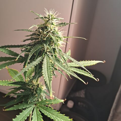 Auto Gelato #01 growlog timeline photo