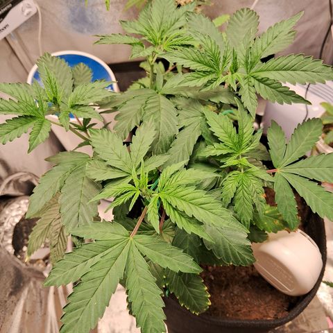 Purple Punch 00 growlog timeline photo