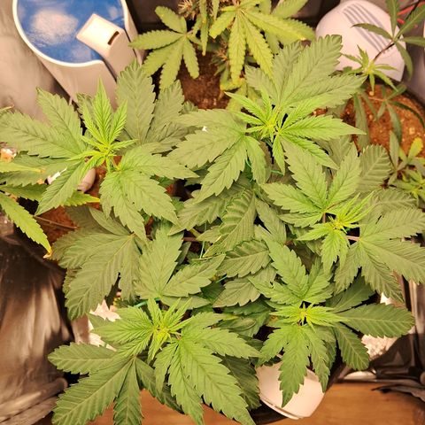 Purple Punch 00 growlog timeline photo