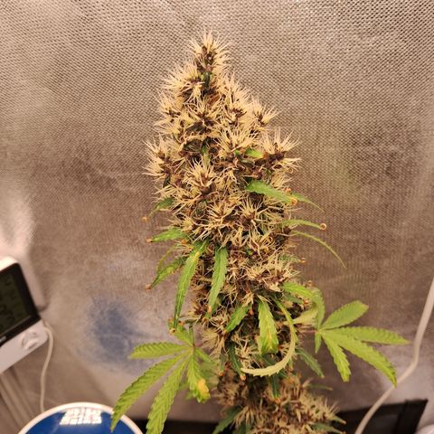 Brisant #1 growlog timeline photo