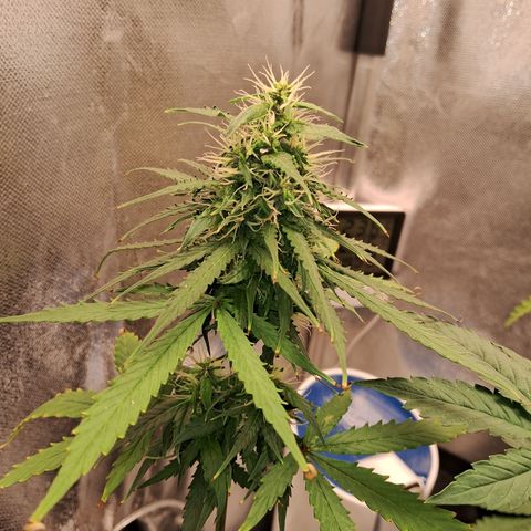 Auto Gelato #01 growlog timeline photo