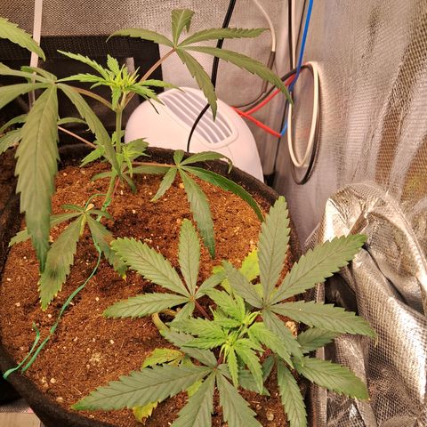 Bonsai de prensa growlog timeline photo