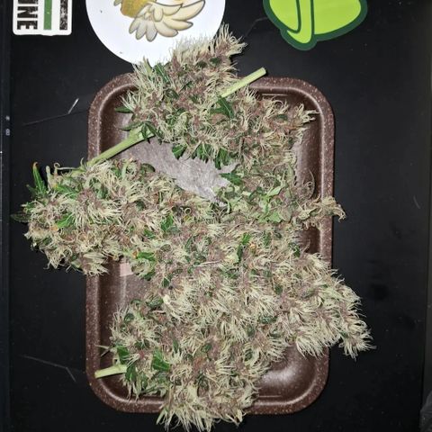 Brisant #1 growlog timeline photo