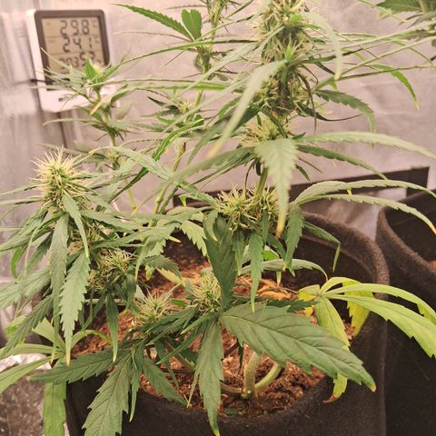 Bonsai de prensa growlog timeline photo
