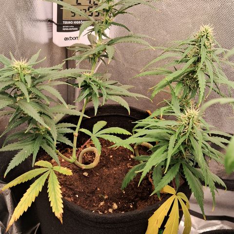 Bonsai de prensa growlog timeline photo
