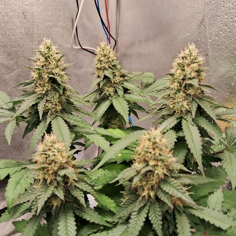 Purple Punch 00 growlog timeline photo