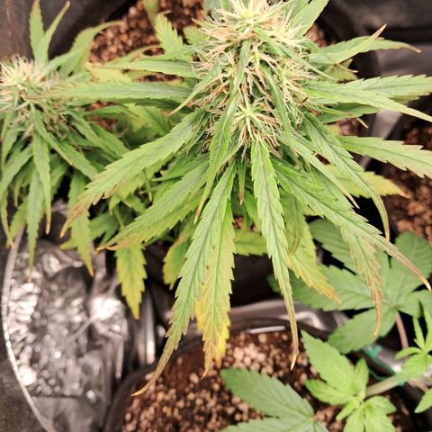 Bonsai de prensa growlog timeline photo