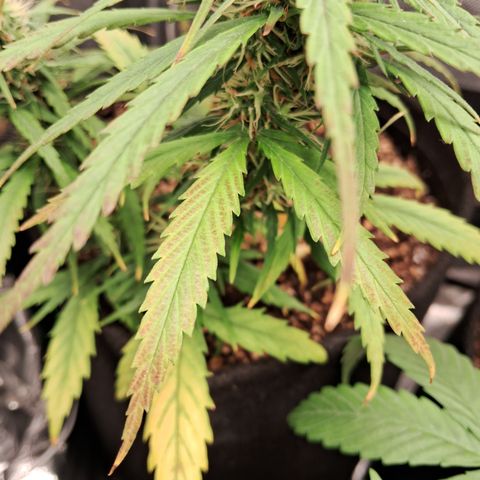Bonsai de prensa growlog timeline photo