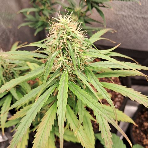 Bonsai de prensa growlog timeline photo