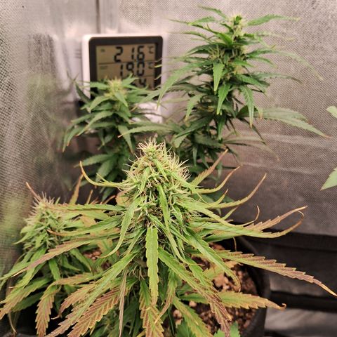 Bonsai de prensa growlog timeline photo