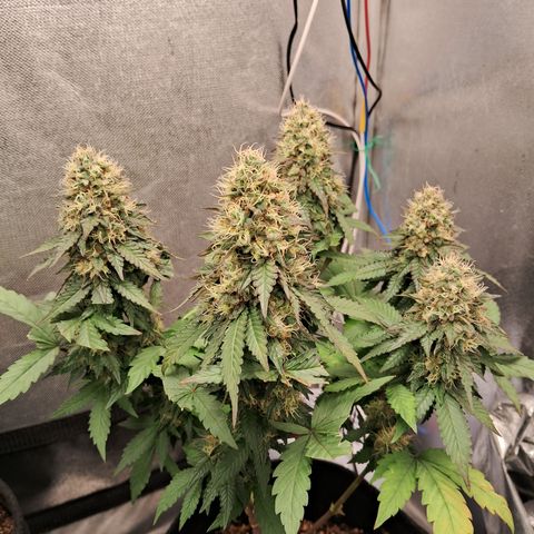Purple Punch 00 growlog timeline photo